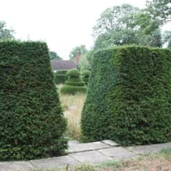 Taxus Baccata -Plants Shop pl0000006230 card3 lg