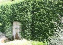 Taxus Baccata -Plants Shop pl0000006230 card4 lg