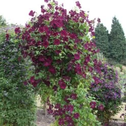 Clematis 'Royal Velours' -Plants Shop pl0000007069 card3 lg