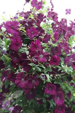 Clematis 'Royal Velours' -Plants Shop pl0000007069 card4 lg