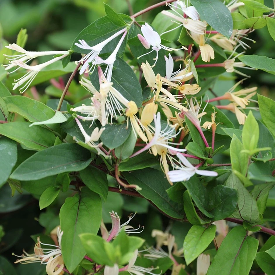 Lonicera Japonica Var. Repens 1 Lonicera Japonica Var. Repens