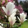 Magnolia × Soulangeana 'Alba Superba'
