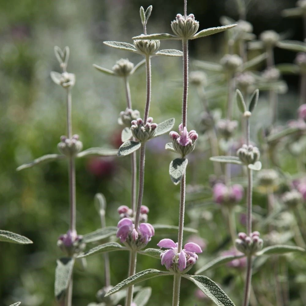 Phlomis Italica 2 Phlomis Italica - Image 2