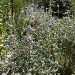 Phlomis Italica 5 Phlomis Italica -Plants Shop pl0000007961 card3 lg