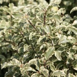 Pittosporum Tenuifolium 'Variegatum'