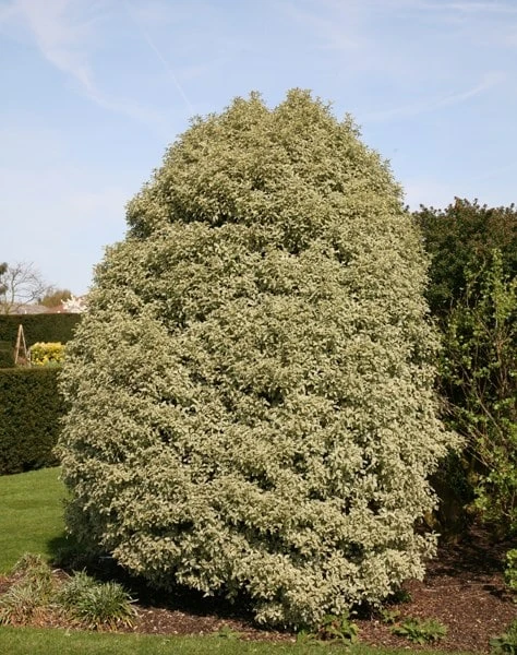 Pittosporum Tenuifolium 'Variegatum' 2 Pittosporum Tenuifolium 'Variegatum' - Image 2