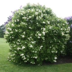 Syringa Vulgaris 'Primrose'