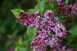 Syringa Vulgaris 'Sensation' -Plants Shop pl0000008055 card3 lg