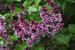 Syringa Vulgaris 'Sensation' -Plants Shop pl0000008055 card4 lg