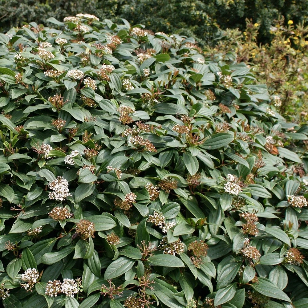 Viburnum Davidii 2 Viburnum Davidii - Image 2