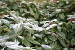 Viburnum Davidii 7 Viburnum Davidii -Plants Shop pl0000008067 card4 lg