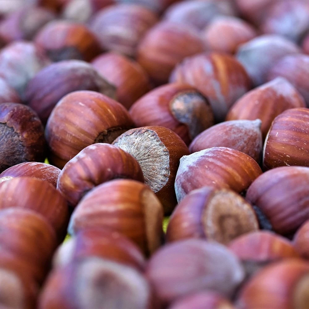 Cobnut 'Cosford Cob' 2 Cobnut 'Cosford Cob' - Image 2
