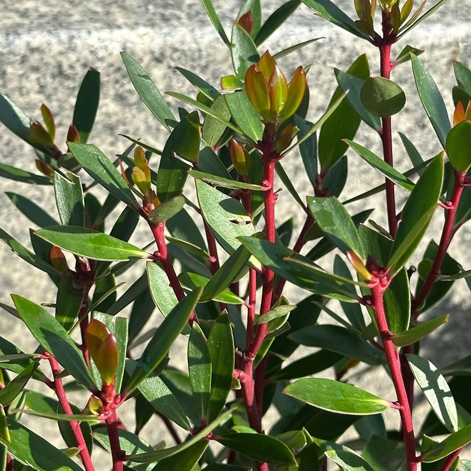 Drimys Lanceolata 1 Drimys Lanceolata