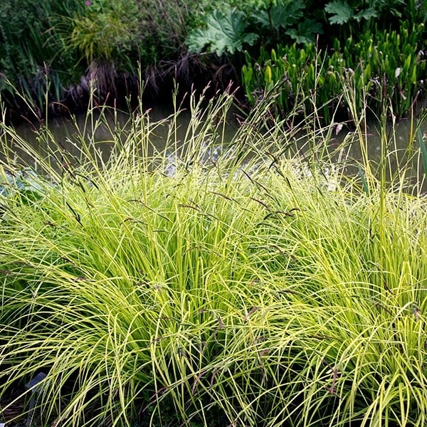 Carex Elata 'Aurea' 2 Carex Elata 'Aurea' - Image 2