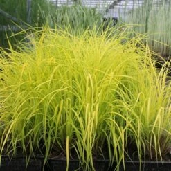 Carex Elata 'Aurea' 5 Carex Elata 'Aurea' -Plants Shop pl0000077799 card3 lg