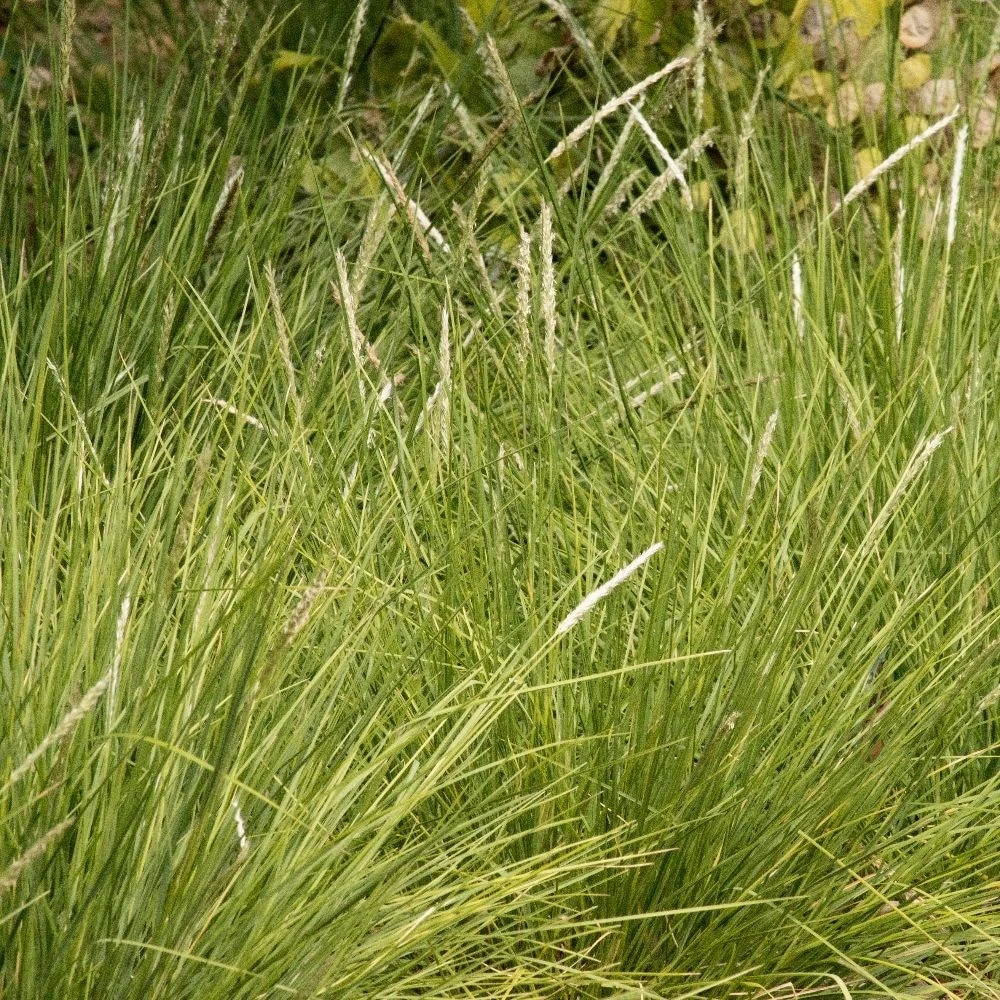 Sesleria Autumnalis 2 Sesleria Autumnalis - Image 2