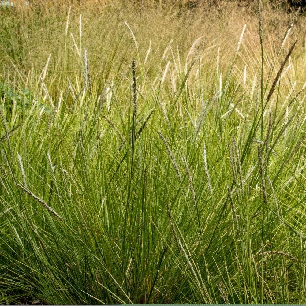 Sesleria Autumnalis 4 Sesleria Autumnalis - Image 4