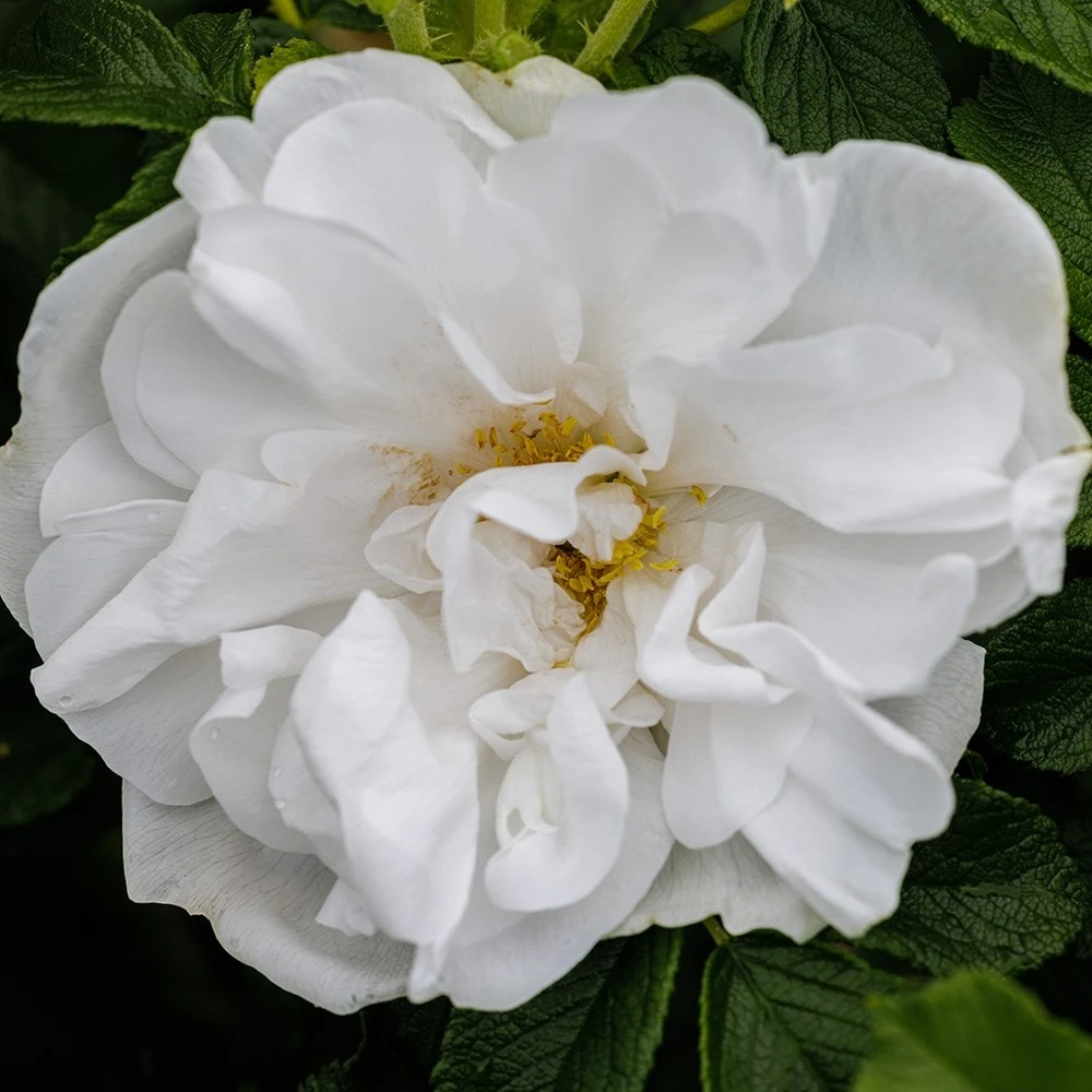 Rosa 'Blanc Double De Coubert' 2 Rosa 'Blanc Double De Coubert' - Image 2