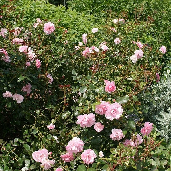 Rosa Bonica ('Meidomonac') (PBR) 2 Rosa Bonica ('Meidomonac') (PBR) - Image 2