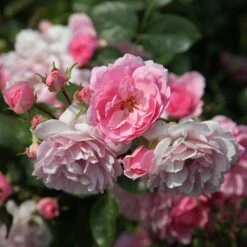 Rosa Bonica ('Meidomonac') (PBR) 7 Rosa Bonica ('Meidomonac') (PBR) -Plants Shop pl0000077825 card3 lg