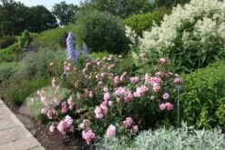 Rosa Bonica ('Meidomonac') (PBR) 8 Rosa Bonica ('Meidomonac') (PBR) -Plants Shop pl0000077825 card4 lg