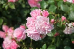 Rosa Bonica ('Meidomonac') (PBR) 9 Rosa Bonica ('Meidomonac') (PBR) -Plants Shop pl0000077825 card5 lg