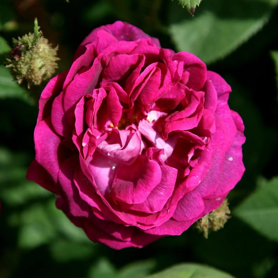 Rosa 'William Lobb' 1 Rosa 'William Lobb'
