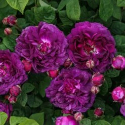 Rosa 'Cardinal De Richelieu' 9 Rosa 'Cardinal De Richelieu' -Plants Shop pl0000077832 card5 lg