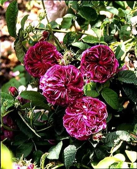 Rosa 'Charles De Mills' 2 Rosa 'Charles De Mills' - Image 2