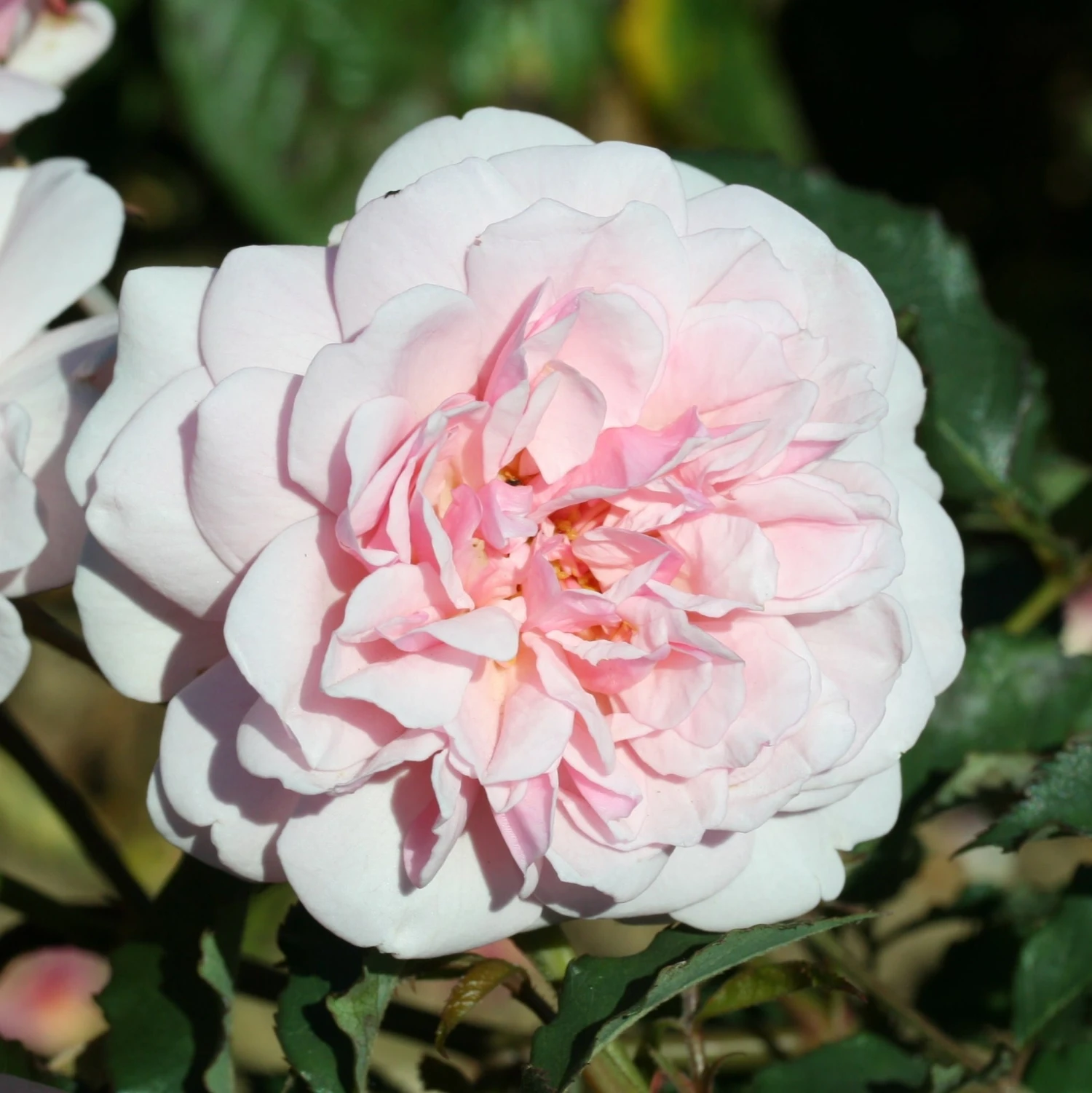 Rosa 'Felicia' 2 Rosa 'Felicia' - Image 2