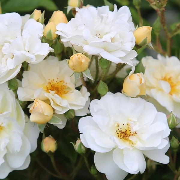 Rosa 'Goldfinch' 2 Rosa 'Goldfinch' - Image 2