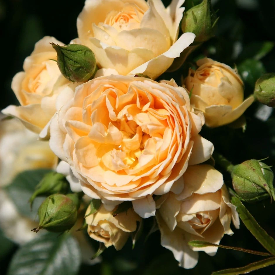 Rosa 'Happy Birthday' 1 Rosa 'Happy Birthday'