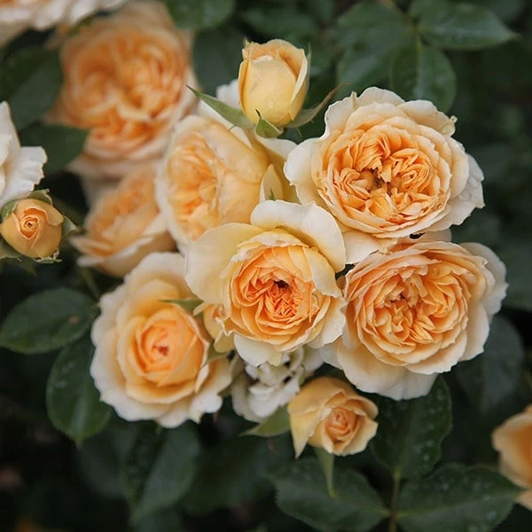 Rosa 'Happy Birthday' 2 Rosa 'Happy Birthday' - Image 2