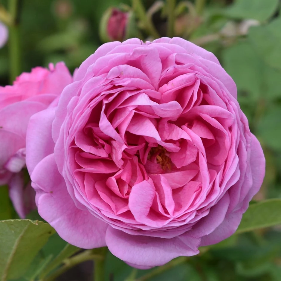 Rosa 'Louise Odier' 1 Rosa 'Louise Odier'