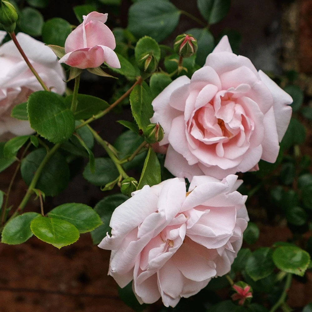 Rosa 'New Dawn' 2 Rosa 'New Dawn' - Image 2