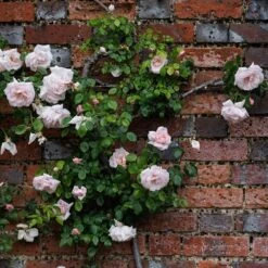 Rosa 'New Dawn' 6 Rosa 'New Dawn' -Plants Shop pl0000077913 card3 lg