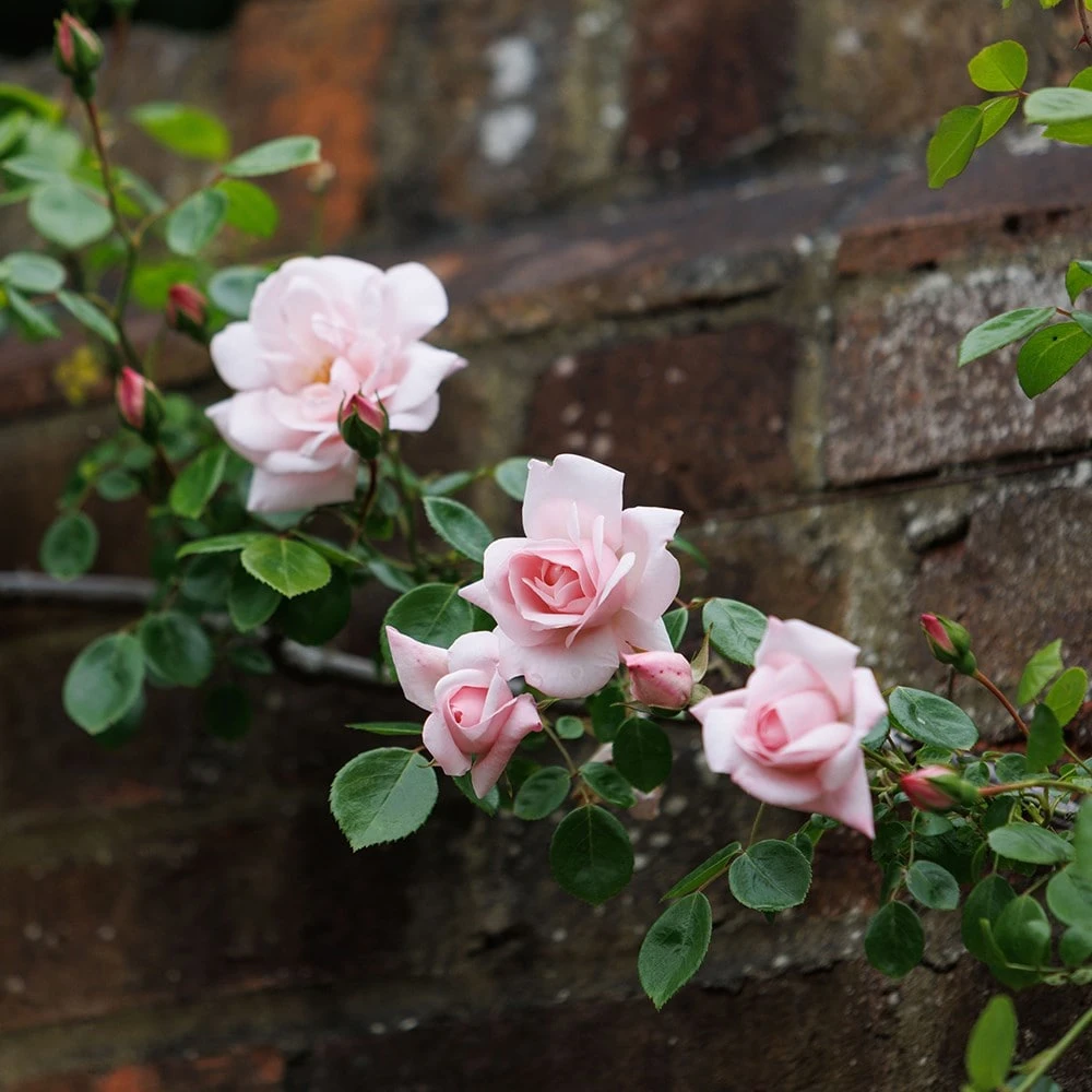 Rosa 'New Dawn' 4 Rosa 'New Dawn' - Image 4