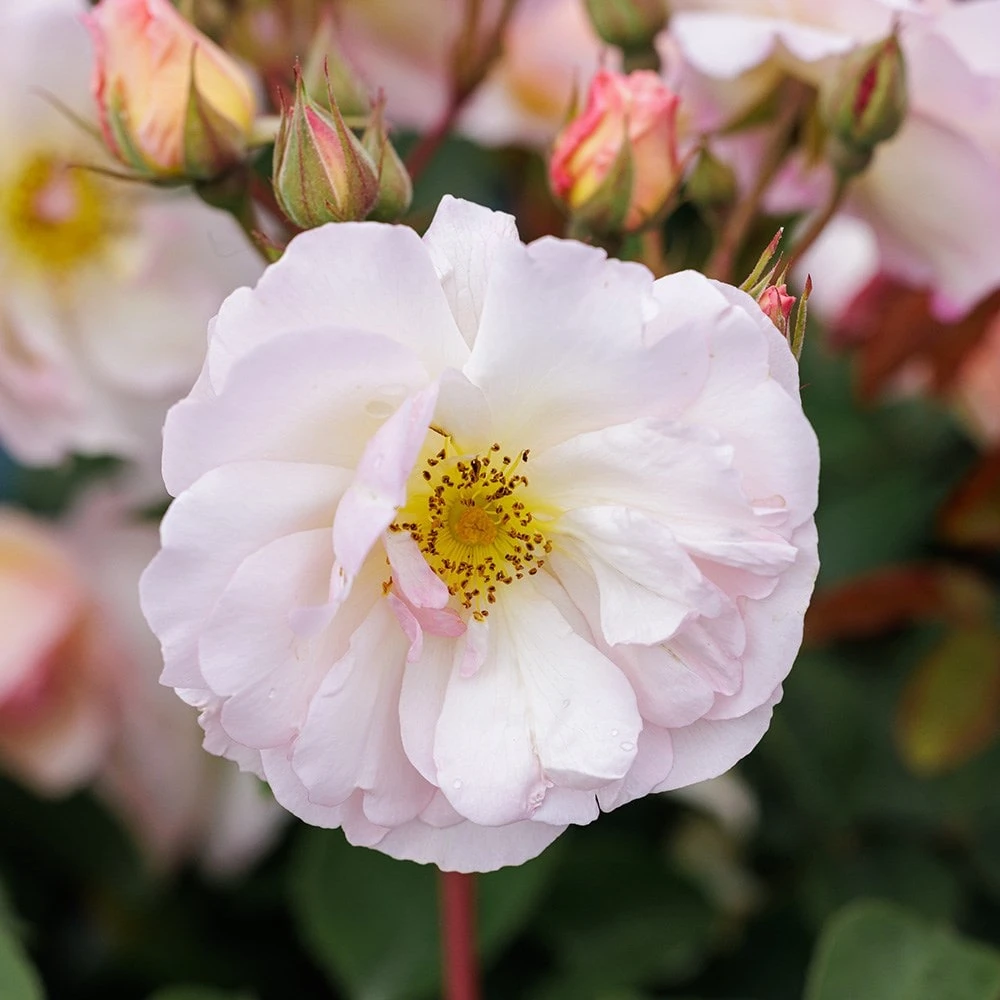 Rosa 'Penelope' 2 Rosa 'Penelope' - Image 2