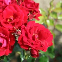 Rosa Ruby Anniversary ('Harbonny') (PBR) -Plants Shop pl0000077948 card3 lg