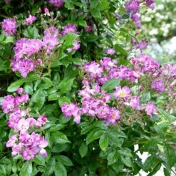 Rosa 'Veilchenblau' -Plants Shop pl0000077991 card3 lg