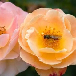 Rosa Flower Carpet Amber ('Noa97400a') (PBR) -Plants Shop pl0000077994 card6 lg