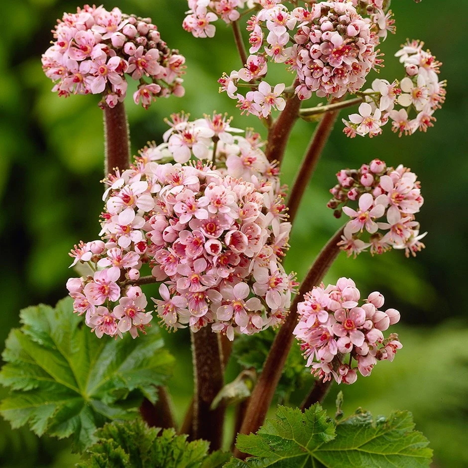 Darmera Peltata 1 Darmera Peltata