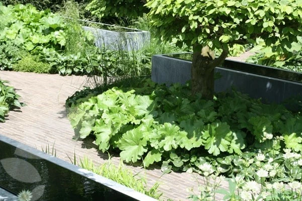 Darmera Peltata 4 Darmera Peltata - Image 4