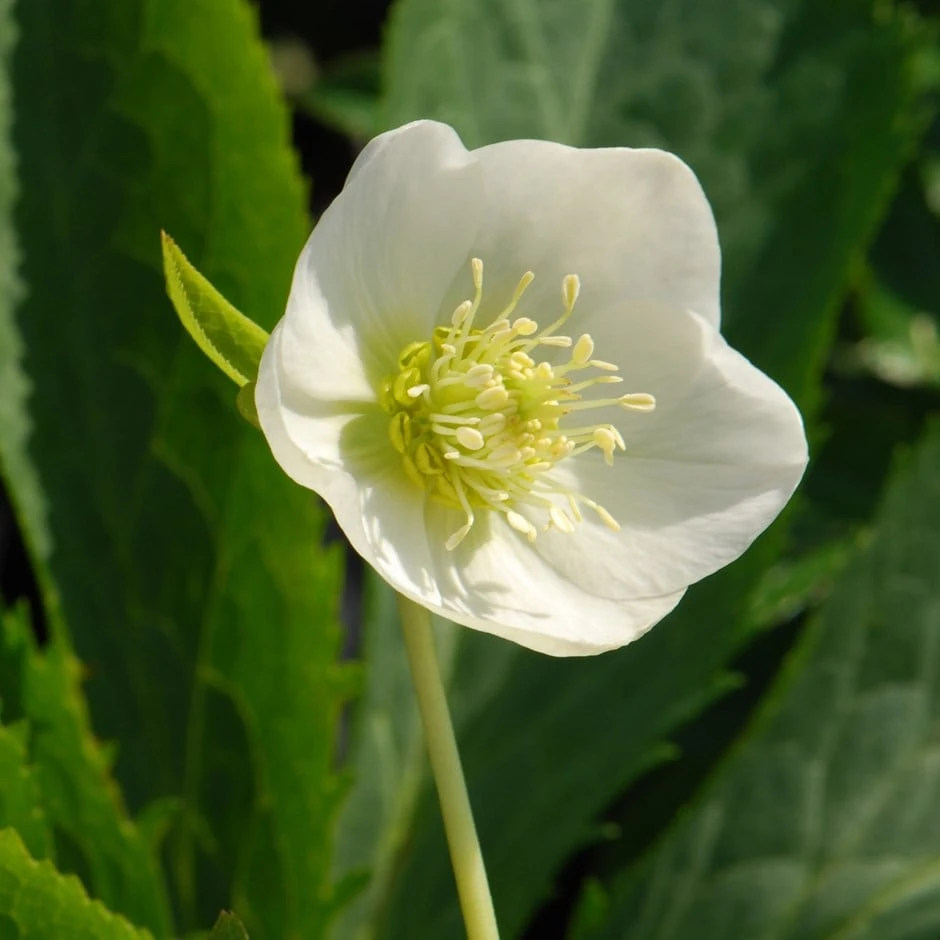 Helleborus × Hybridus Harvington White 1 Helleborus × Hybridus Harvington White
