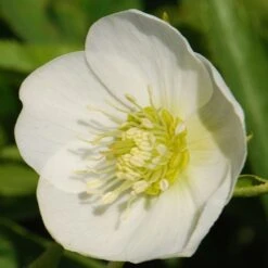 Helleborus × Hybridus Harvington White 5 Helleborus × Hybridus Harvington White -Plants Shop pl0000078249 card3 lg