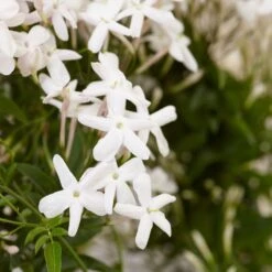 Jasminum Polyanthum -Plants Shop pl0000085034 card4 lg