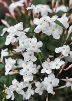 Jasminum Polyanthum -Plants Shop pl0000085034 card5 lg