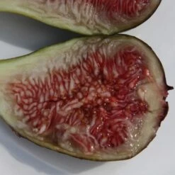 Fig 'Brown Turkey' -Plants Shop pl1000000029 card5 lg