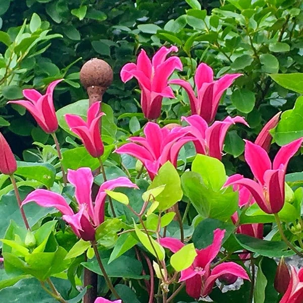 Clematis 'Princess Diana' 2 Clematis 'Princess Diana' - Image 2