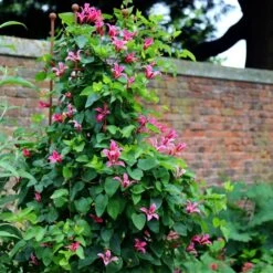 Clematis 'Princess Diana' 5 Clematis 'Princess Diana' -Plants Shop pl1000000211 card3 lg